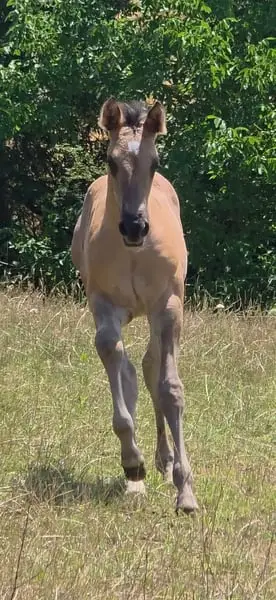 Traum-Quarter Youngster in Grullo: HEs Twisten Thunder „Flint“