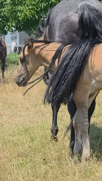 Traum-Quarter Youngster in Grullo: HEs Twisten Thunder „Flint“