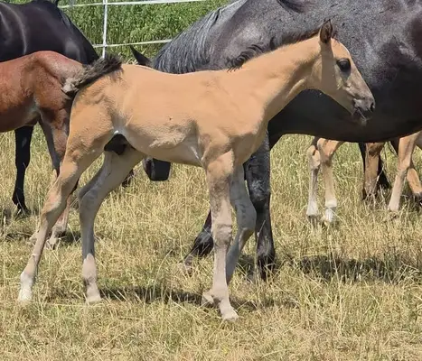 Traum-Quarter Youngster in Grullo: HEs Twisten Thunder „Flint“