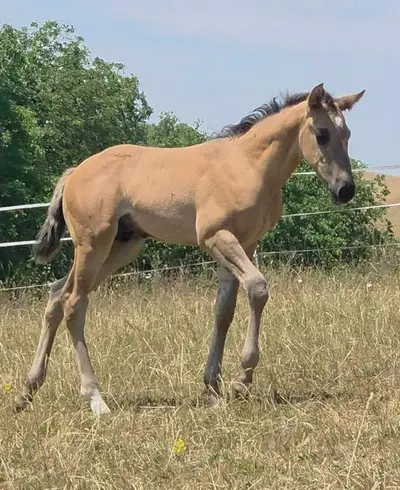 Traum-Quarter Youngster in Grullo: HEs Twisten Thunder „Flint“