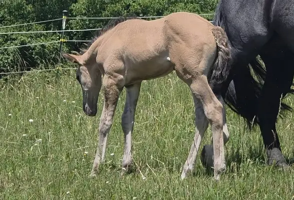 Traum-Quarter Youngster in Grullo: HEs Twisten Thunder „Flint“