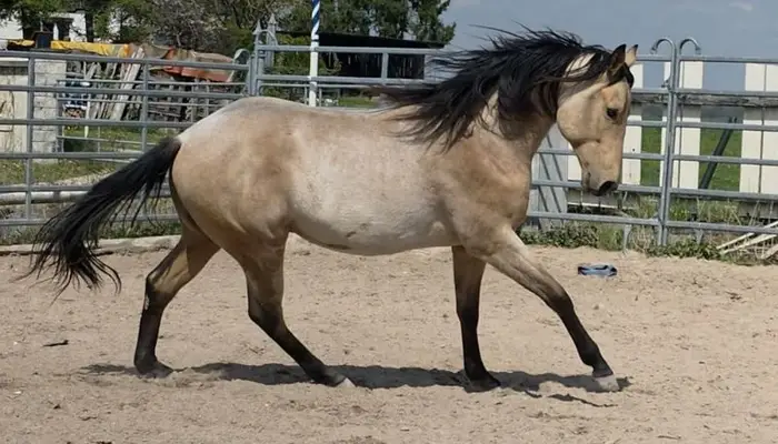 Rarity: Foundation Hancock Performance Cross – Buckskin Roan