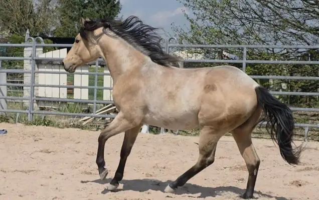 Rarität: Foundation Hancock Performance Cross – Buckskin Roan