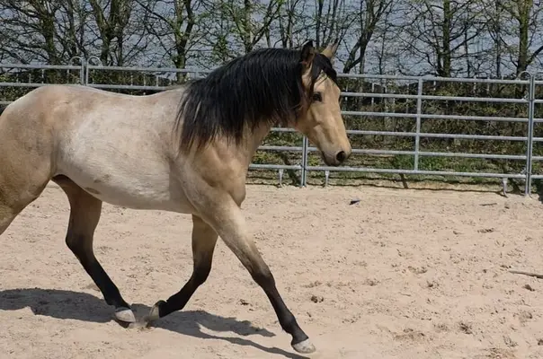 Rarität: Foundation Hancock Performance Cross – Buckskin Roan