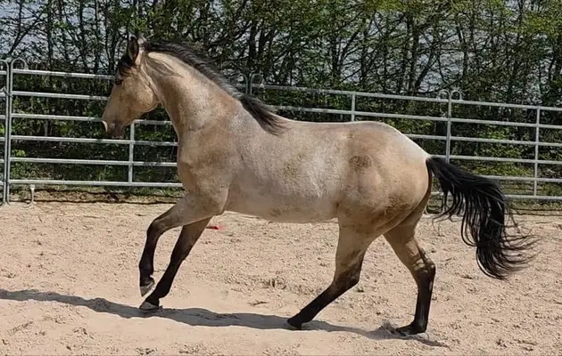 Rarität: Foundation Hancock Performance Cross – Buckskin Roan