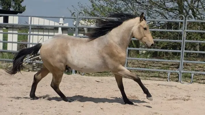 Rarität: Foundation Hancock Performance Cross – Buckskin Roan