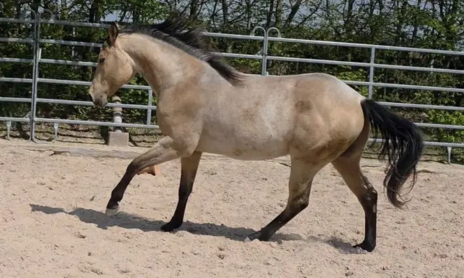 Rarität: Foundation Hancock Performance Cross – Buckskin Roan
