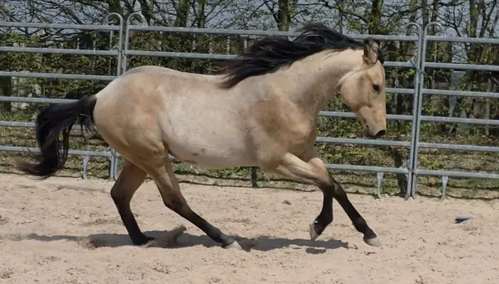 Rarität: Foundation Hancock Performance Cross – Buckskin Roan