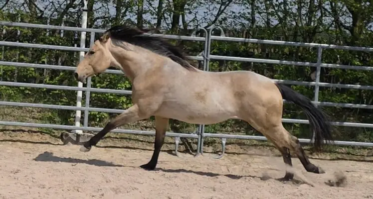 Rarität: Foundation Hancock Performance Cross – Buckskin Roan