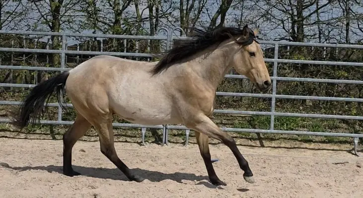 Rarität: Foundation Hancock Performance Cross – Buckskin Roan
