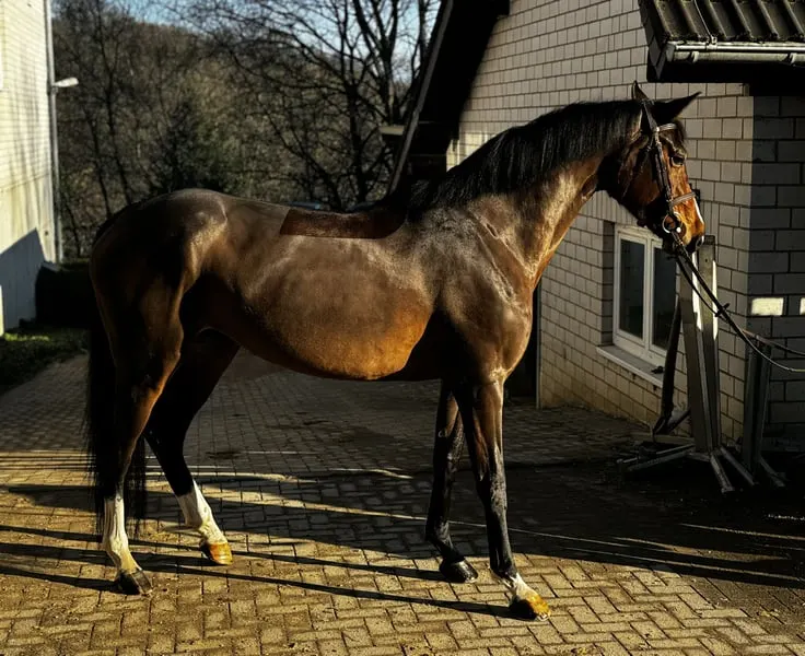 Talentierte Allrounderin mit Spring- & Dressurpotenzial