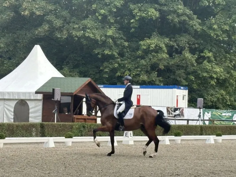 Dressurtraining, Verkauf und Ausbildung von Dressurpferden bis zum Grand Prix