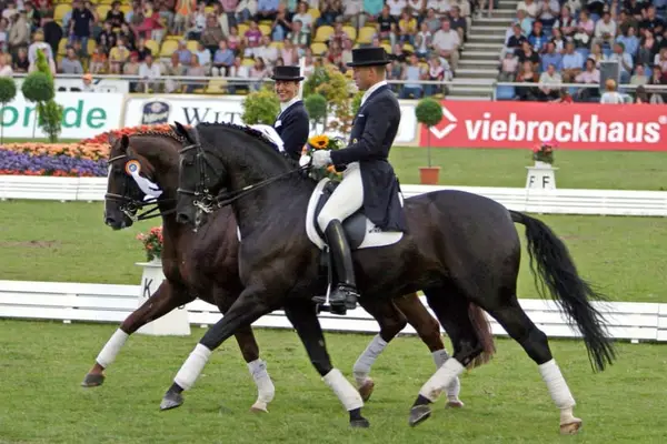 Dressurtraining, Verkauf und Ausbildung von Dressurpferden bis zum Grand Prix