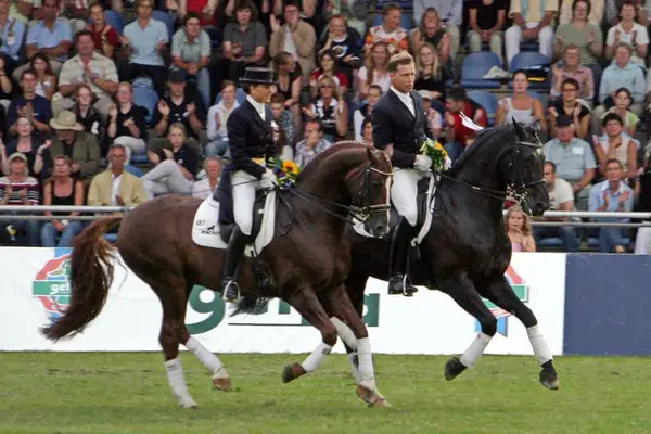 Dressurtraining, Verkauf und Ausbildung von Dressurpferden bis zum Grand Prix