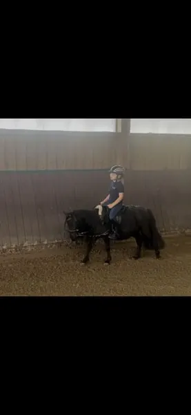 Junges gerittenes Kinderpony