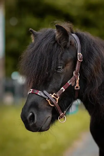 Junges gerittenes Kinderpony