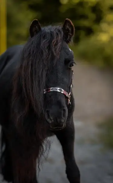 Junges gerittenes Kinderpony