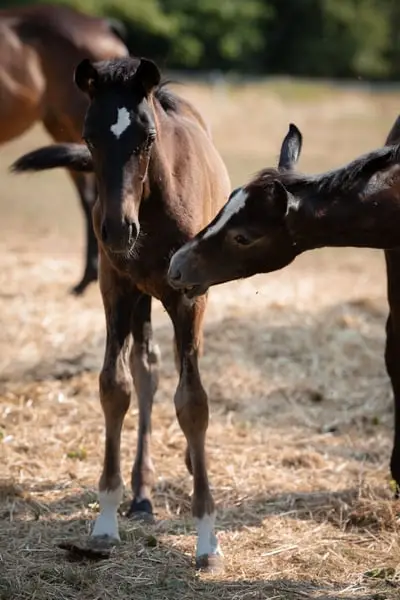 Typstarkes Stutfohlen von Diamantenglanz