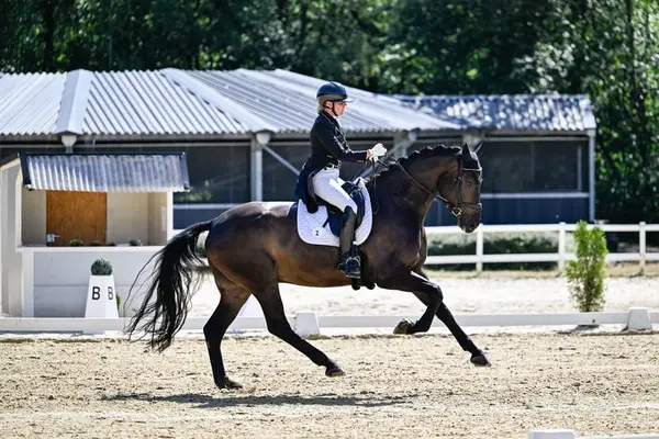 Perfect Family Horse for High-Level Sport