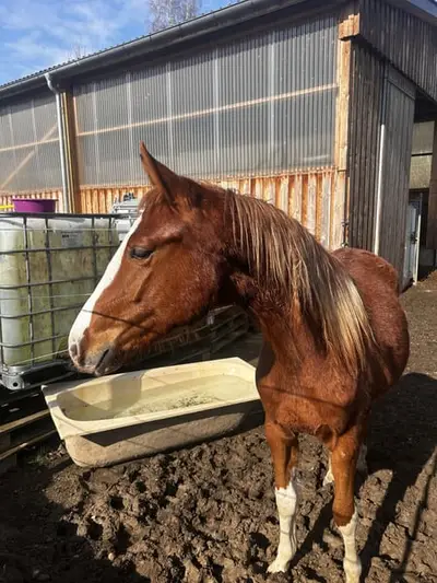 Jeune talent de dressage à l'aspect particulier