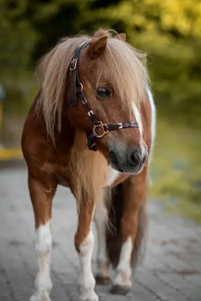 Expressive loving children's pony