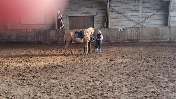 Palomina mit dem braven Charakter