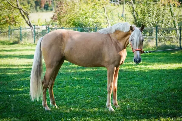 Palomina mit dem braven Charakter