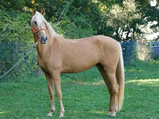 Palomina mit dem braven Charakter