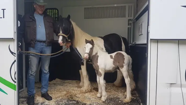 Pferdetransport zu JEDEM Ziel