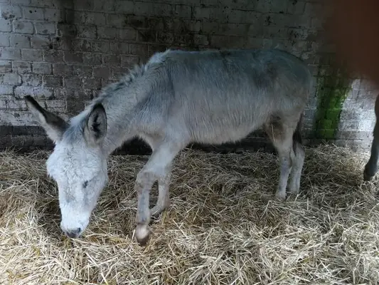 Jannik, el burro blanco