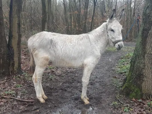 Jannik, der weiße Esel