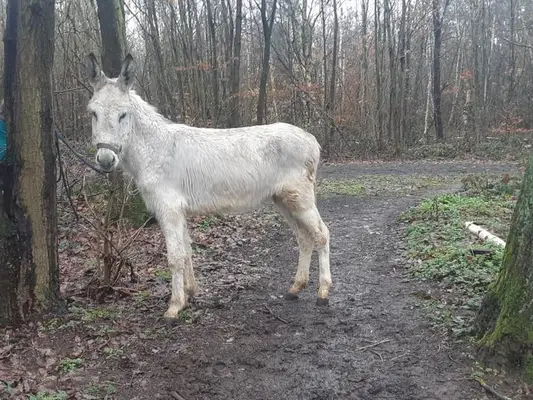 Jannik, der weiße Esel