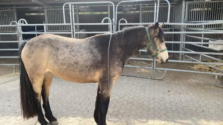Kyle, Connemara Stute mit bestem Charakter