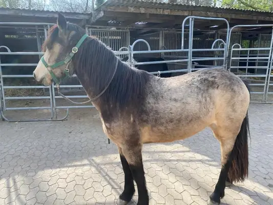 Kyle, Connemara Stute mit bestem Charakter
