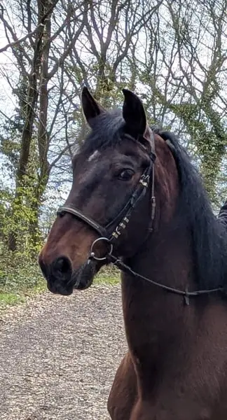 Caramello TC II mit Lebenserfahrung