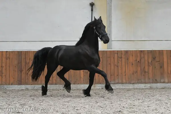 Bonito semental de 2,5 años