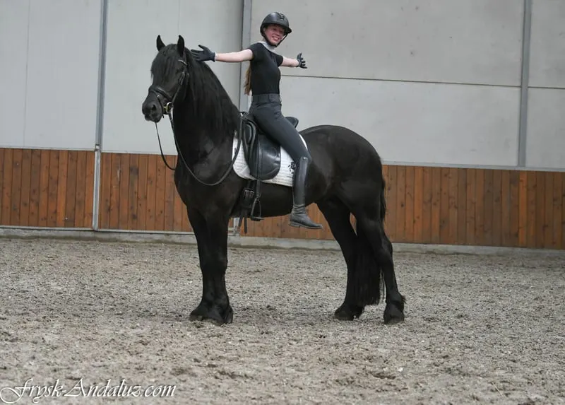 Mutiger Friese Hengst Wappie