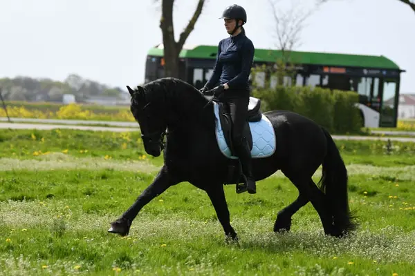 Mutiger Friese Hengst Wappie