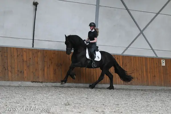 Mutiger Friese Hengst Wappie