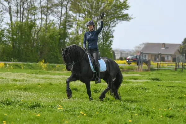 Mutiger Friese Hengst Wappie