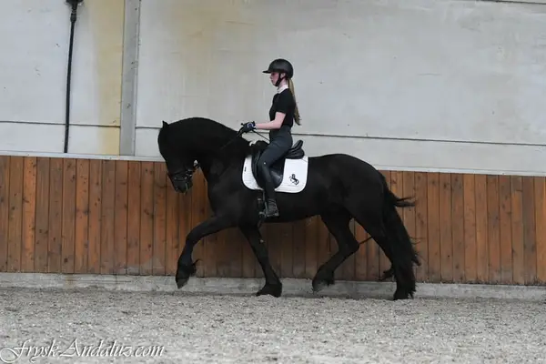 Mutiger Friese Hengst Wappie
