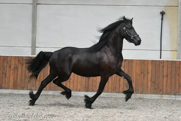 Bonita y grande yegua estrella frisona