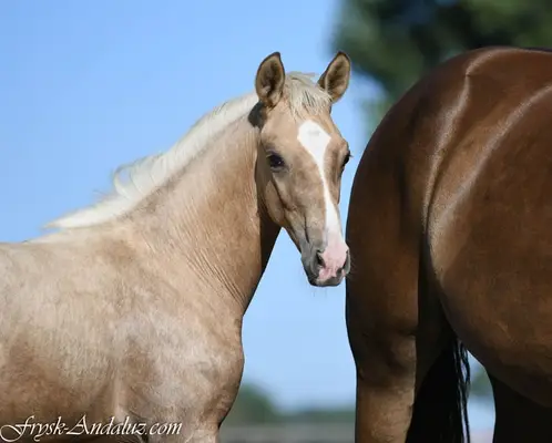 Verrückter, auf Dressur fokussierter Palomino-Hengstfohlen