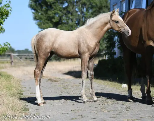 Verrückter, auf Dressur fokussierter Palomino-Hengstfohlen