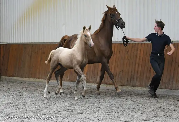 Verrückter, auf Dressur fokussierter Palomino-Hengstfohlen