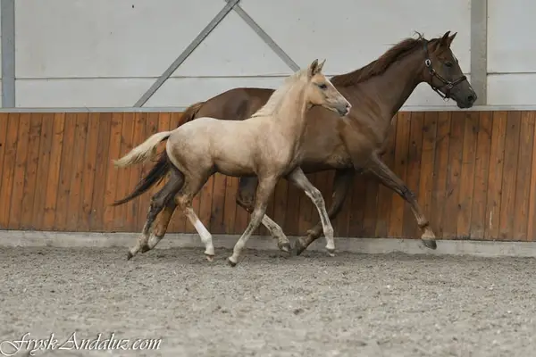 Verrückter, auf Dressur fokussierter Palomino-Hengstfohlen