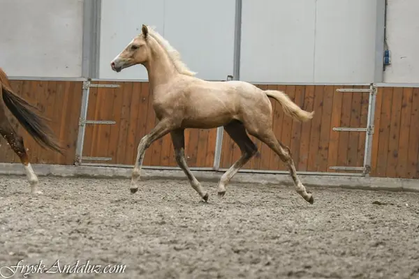 Verrückter, auf Dressur fokussierter Palomino-Hengstfohlen
