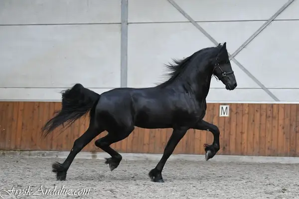 Friesian Stallion Wodka