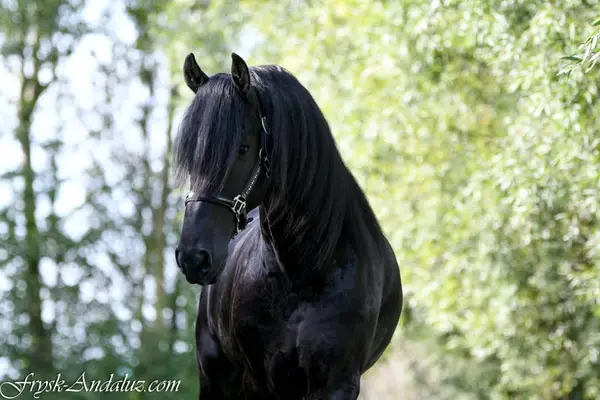 Friesian Stallion Wodka