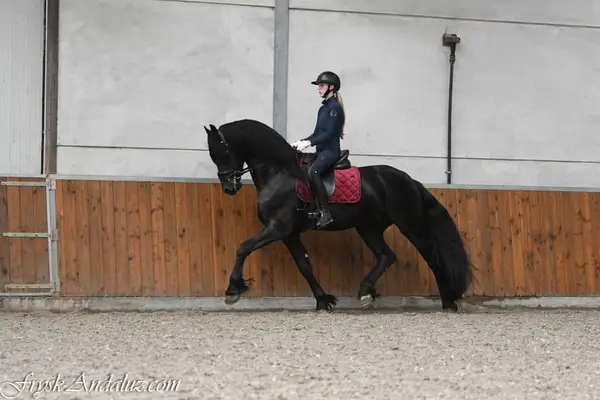 Friesian Stallion Wodka